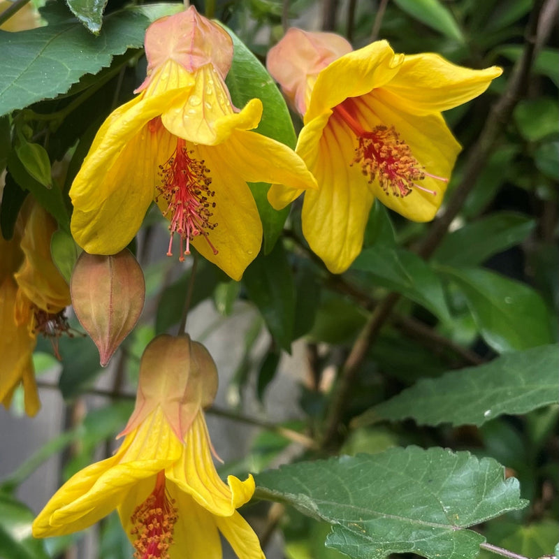 Abutilon 'Estella's Little Bird' Plants - Outdoor GROW TROPICALS