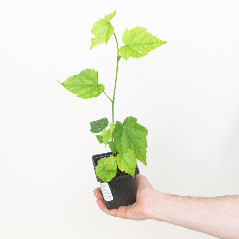 Abutilon megapotamicum — 9cm / 0.5L