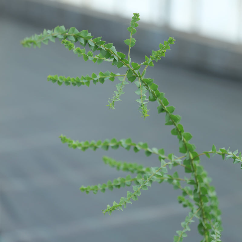 Acacia pravissima Plants - Outdoor GROW TROPICALS