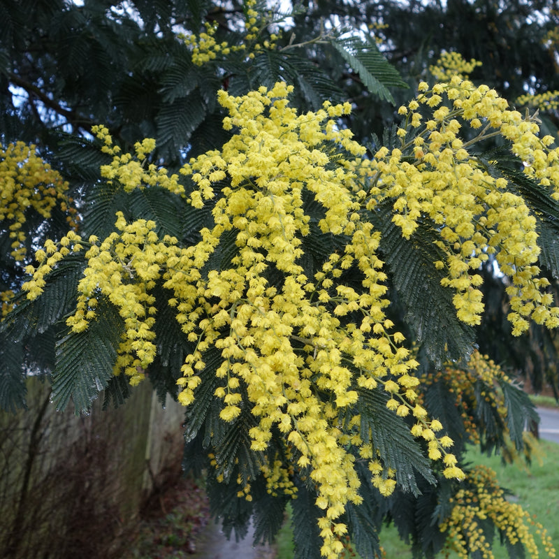 Acacia dealbata (Mimosa / Silver Wattle) Plants - Outdoor GROW TROPICALS