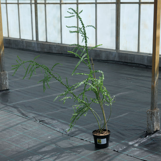 Acacia pravissima 19cm / 3L (Collection Only) Plants - Outdoor GROW TROPICALS