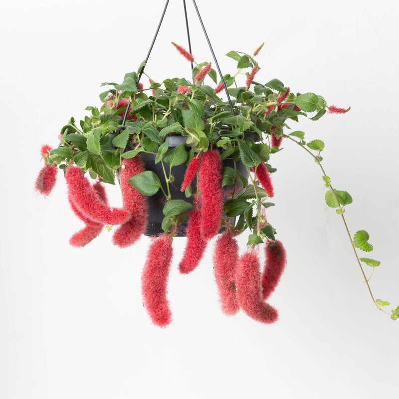 Acalypha hispida 21cm Plants GrowTropicals