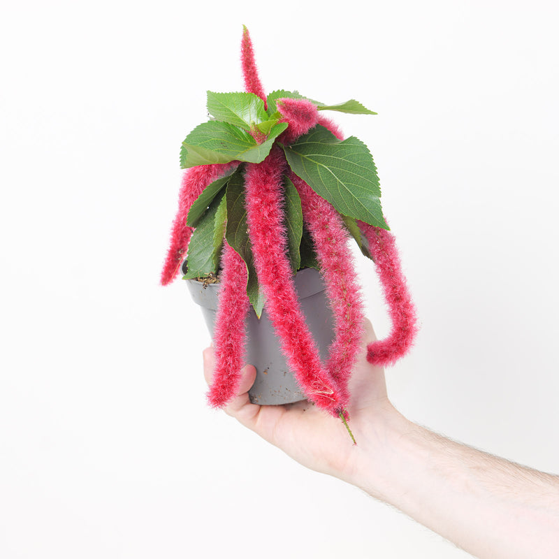 Acalypha hispida — 13cm