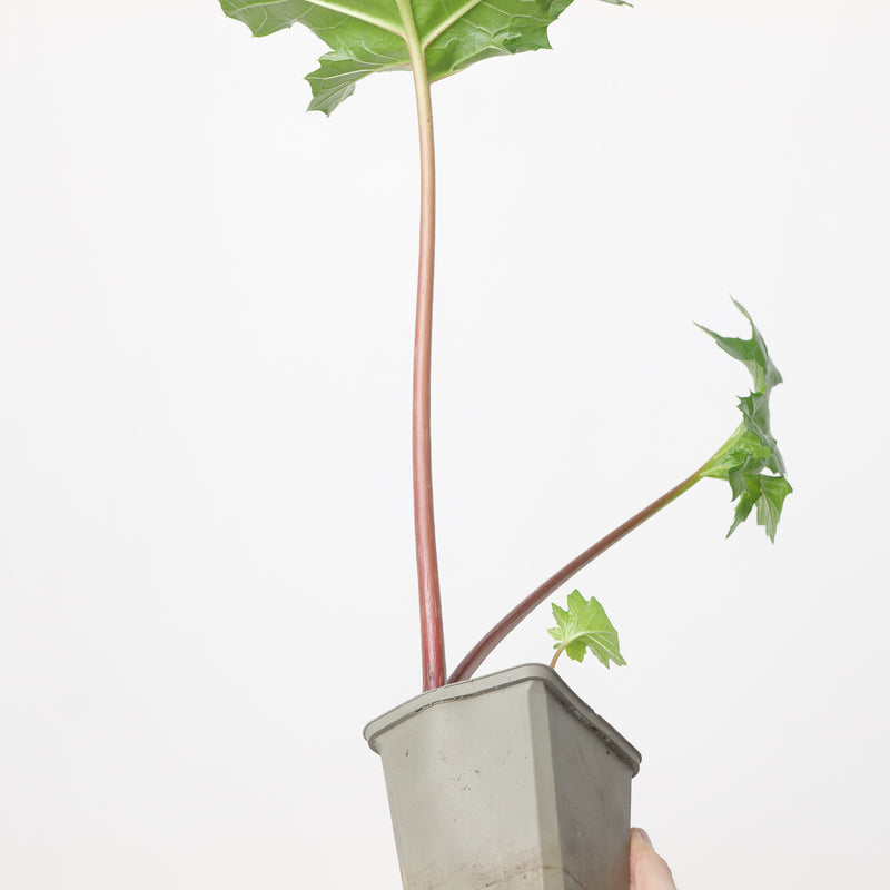 Acanthus mollis 'Wofford Rhubarb' Plants - Outdoor GROW TROPICALS