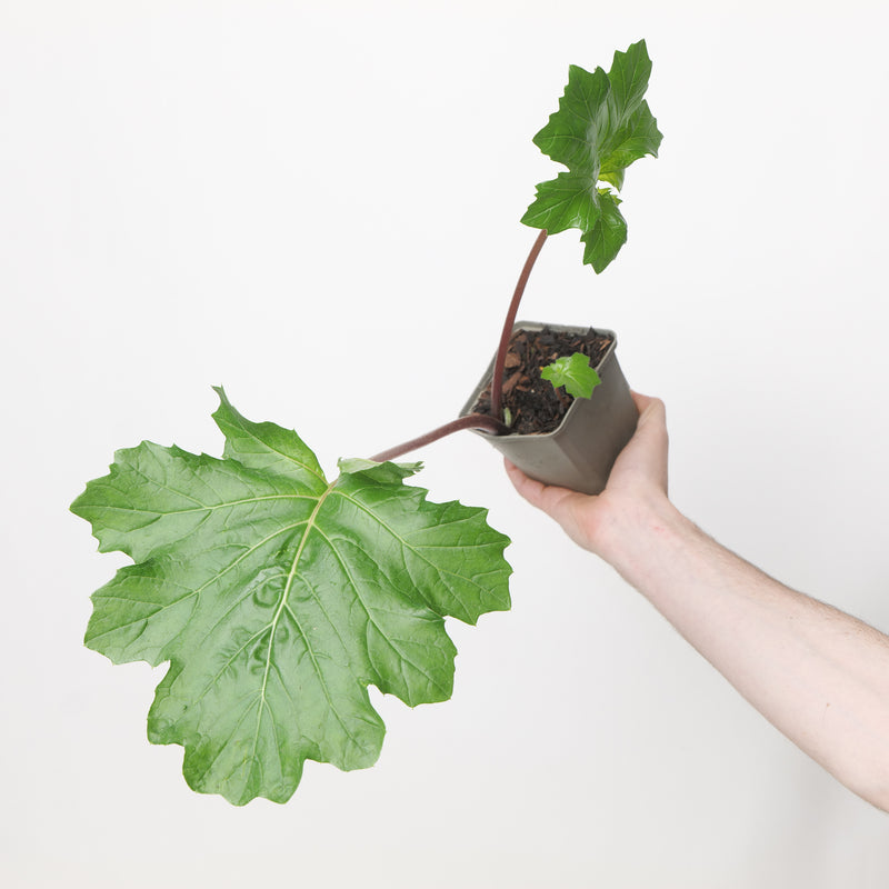 Acanthus mollis 'Wofford Rhubarb' 9cm / 0.5L Plants - Outdoor GROW TROPICALS