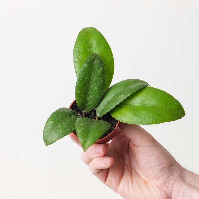 Hoya sp Aceh Plants GrowTropicals