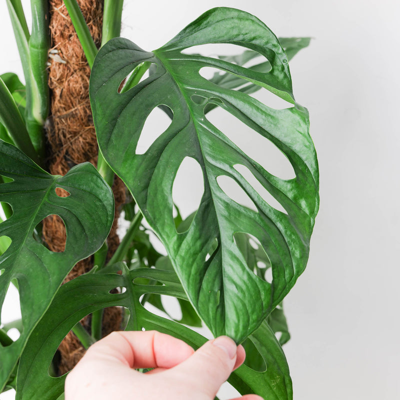 Monstera 'Esqueleto' Plants GrowTropicals