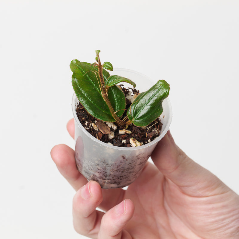 Adelobotrys sp. | Vining Melastome Plants GrowTropicals