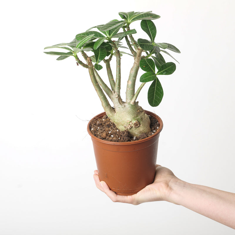 Adenium Obesum 14cm Plants GrowTropicals