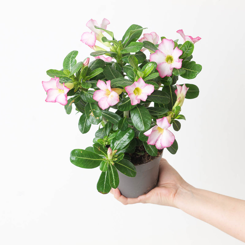Adenium Obesum 'Pink' Plants GrowTropicals