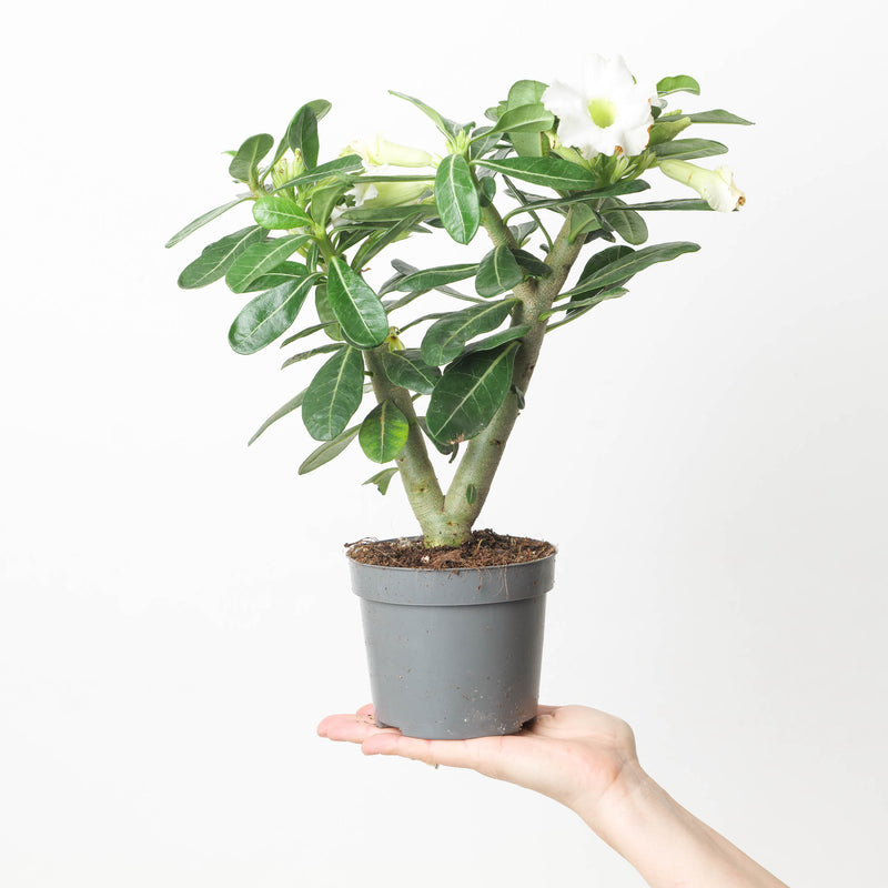 Adenium Obesum 'White' Plants GrowTropicals