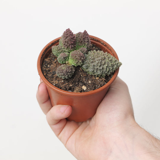 Adromischus marianiae f. herrei 8.5cm Plants GrowTropicals
