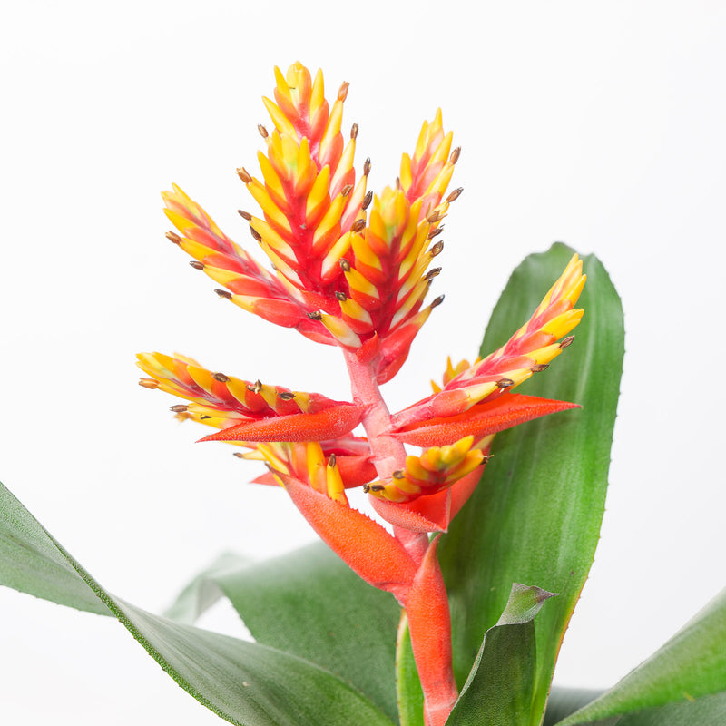 Aechmea pepita 'Elegant Flame' — 15cm