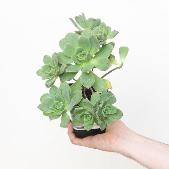 Aeonium haworthii Plants - Outdoor GROW TROPICALS