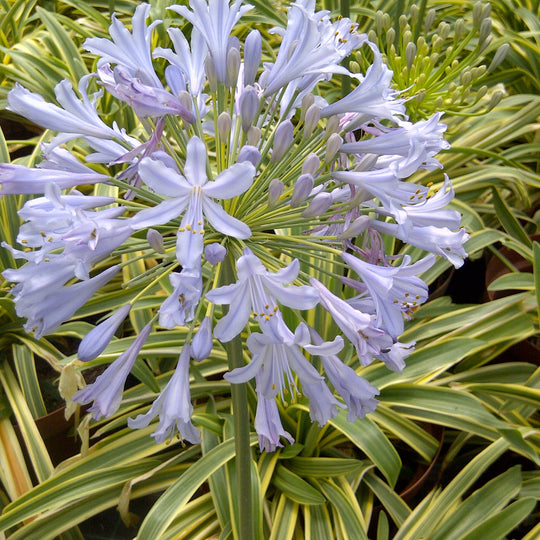 Agapanthus praecox 'Zambezi' Plants - Outdoor GROW TROPICALS