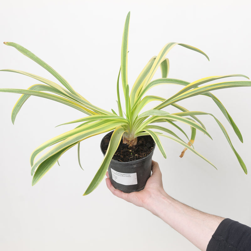 Agapanthus praecox 'Zambezi' Plants - Outdoor GROW TROPICALS