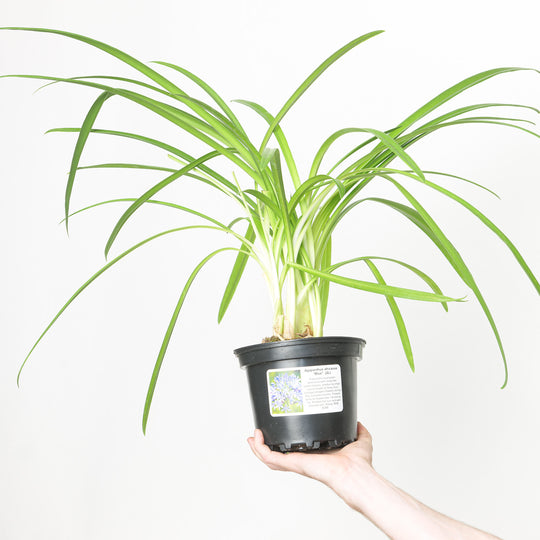Agapanthus africanus Blue 17cm / 2L Plants - Outdoor GROW TROPICALS