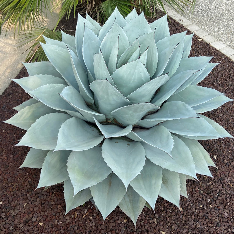 Agave ovatifolia 'Vanzie' Plants - Outdoor GROW TROPICALS