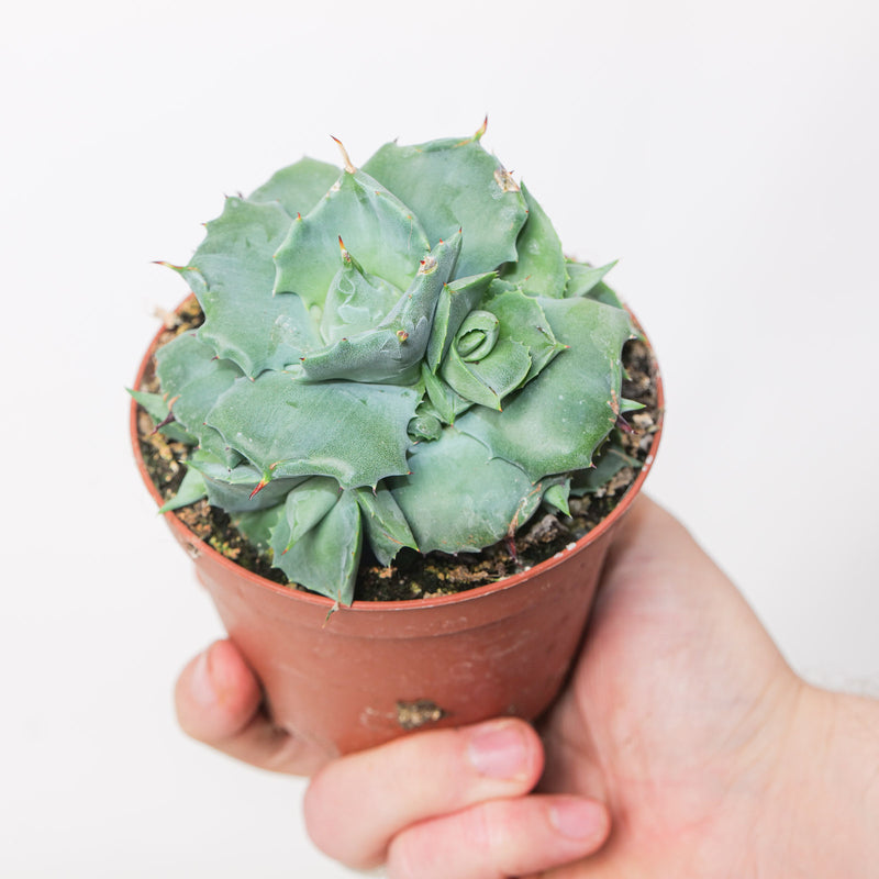 Agave potatorum 'Compacta' 10.5cm / 0.75L Plants - Outdoor GROW TROPICALS