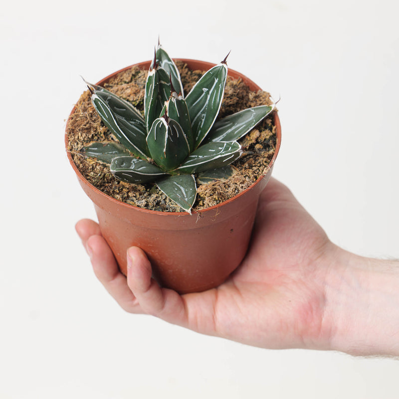 Agave victoriae-reginae 12cm Plants GrowTropicals