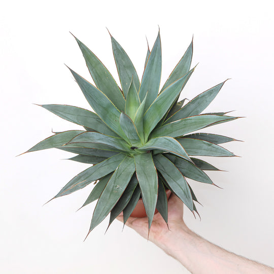 Agave 'Shaka Zulu' Plants - Outdoor GROW TROPICALS
