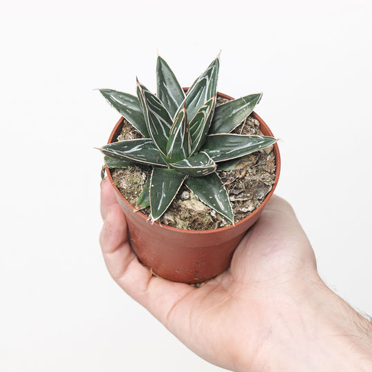 Agave victoriae-reginae 8.5cm Plants GrowTropicals