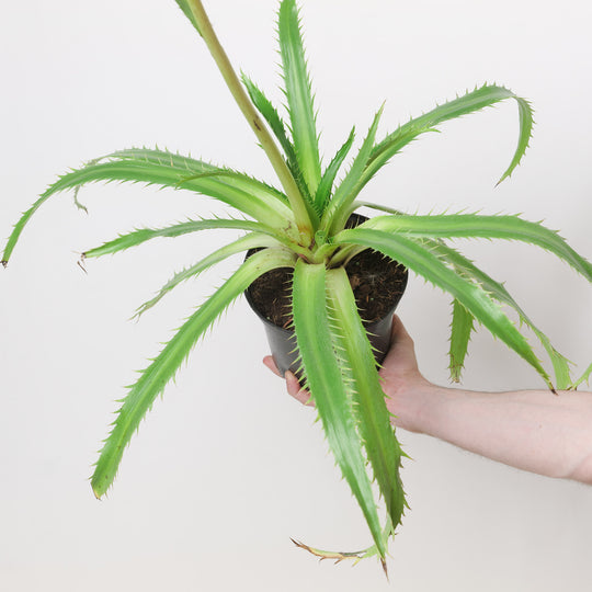 Eryngium agavifolium 17cm / 2L Plants - Outdoor GROW TROPICALS