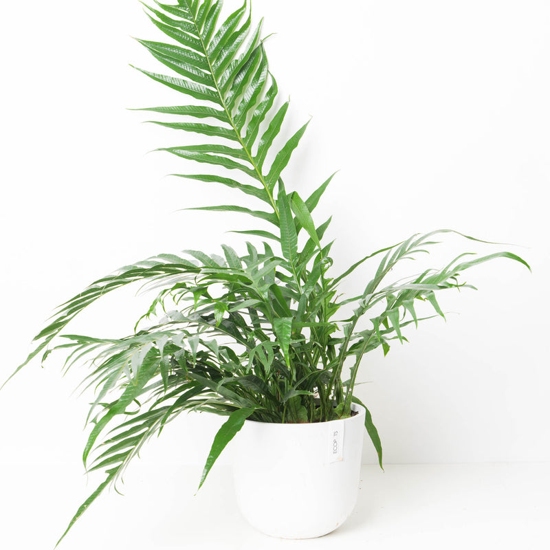 Aglaomorpha coronans 'Snake Leaf Fern' — 23cm