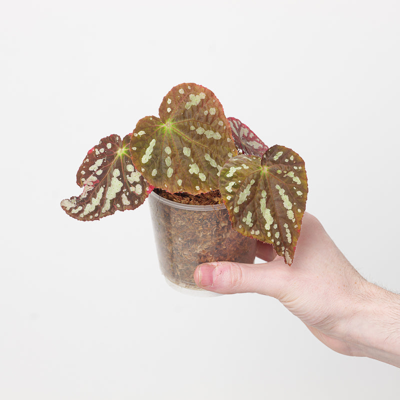 Begonia sp. aff. aiensis — 9cm
