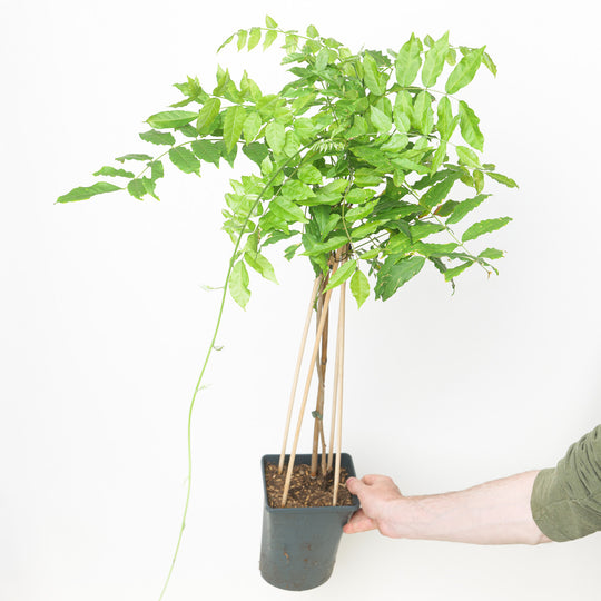 Wisteria floribunda 'Alba' 17cm / 2L Plants - Outdoor GROW TROPICALS