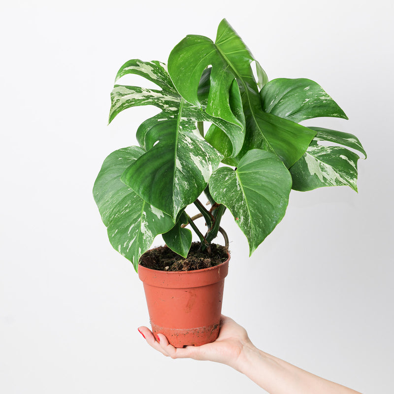 Imperfect Monstera deliciosa Albo Variegata Plants GrowTropicals