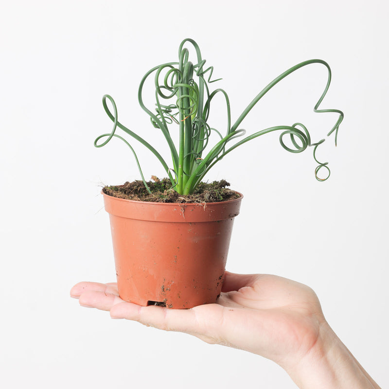 Albuca spiralis | Frizzle Sizzle 10.5cm Plants GrowTropicals