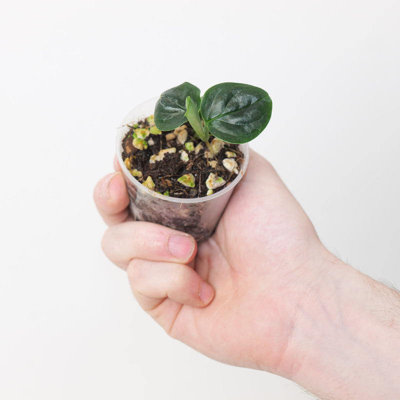 Monstera alcirana — 6cm