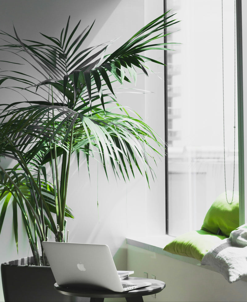 Office plants improving workplace wellbeing