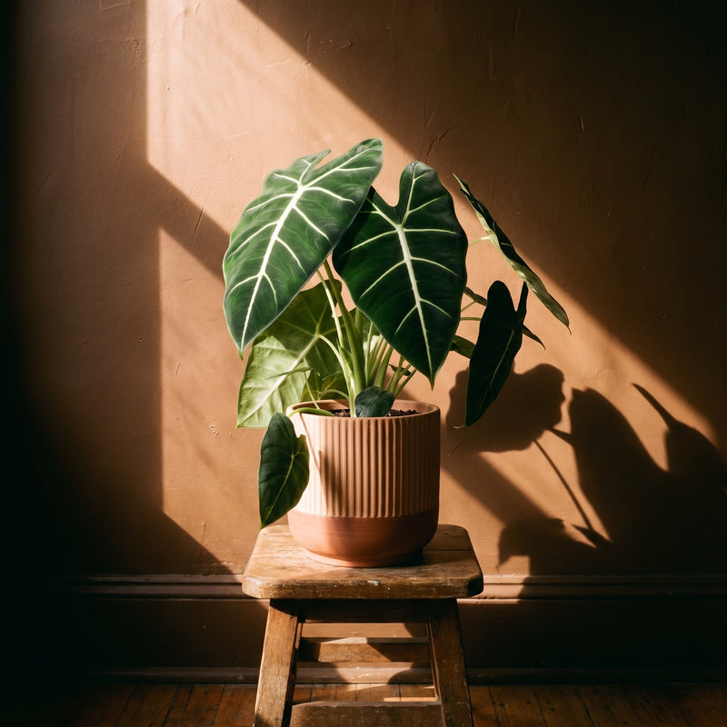 Alocasia 'Frydek' Plants GrowTropicals