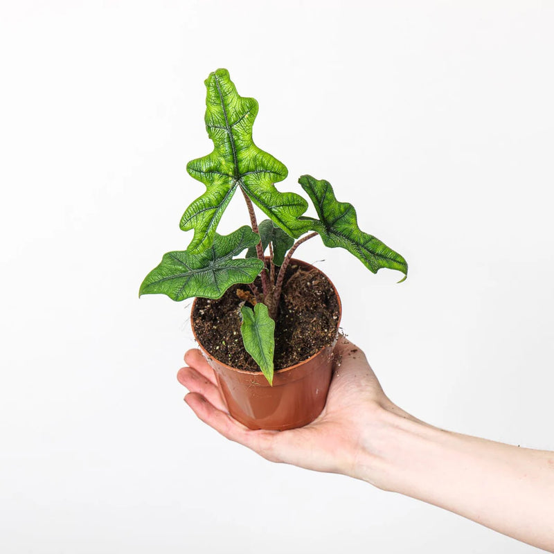 Alocasia Plant Bundle Plant Bundle GrowTropicals