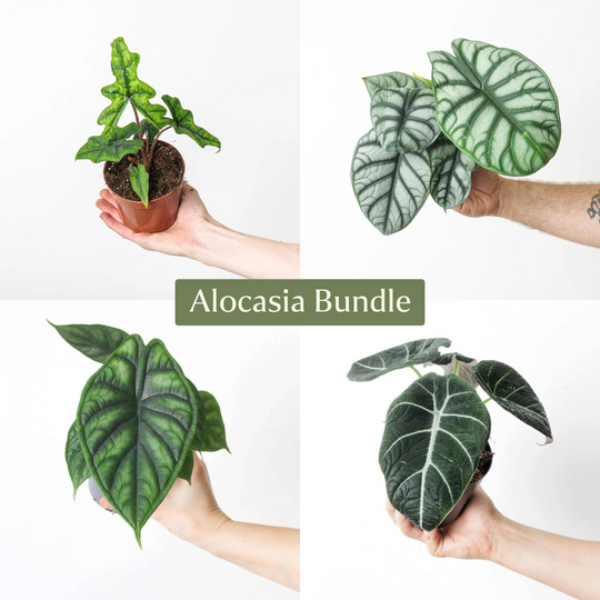 Alocasia Plant Bundle Plant Bundle GrowTropicals