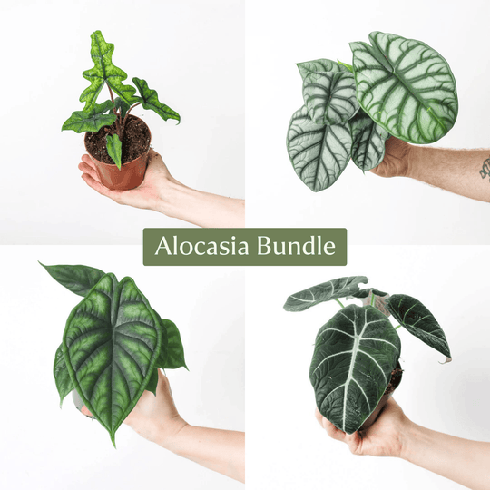 Alocasia Plant Bundle Plant Bundle GrowTropicals