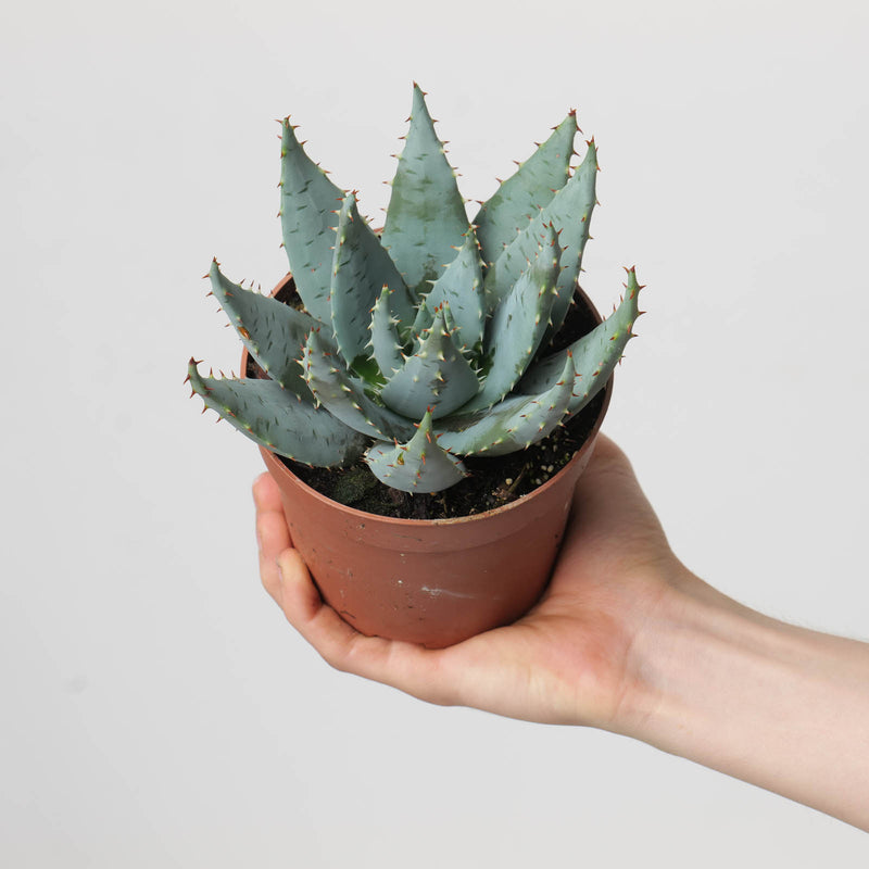 Aloe peglerae Plants GrowTropicals
