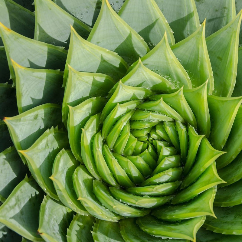Aloe polyphylla Plants - Outdoor GROW TROPICALS