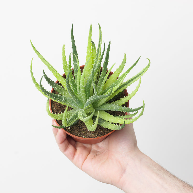 Aloe humilis variegated — 10.5cm