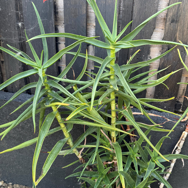 Aloiampelos striatula Plants - Outdoor GROW TROPICALS