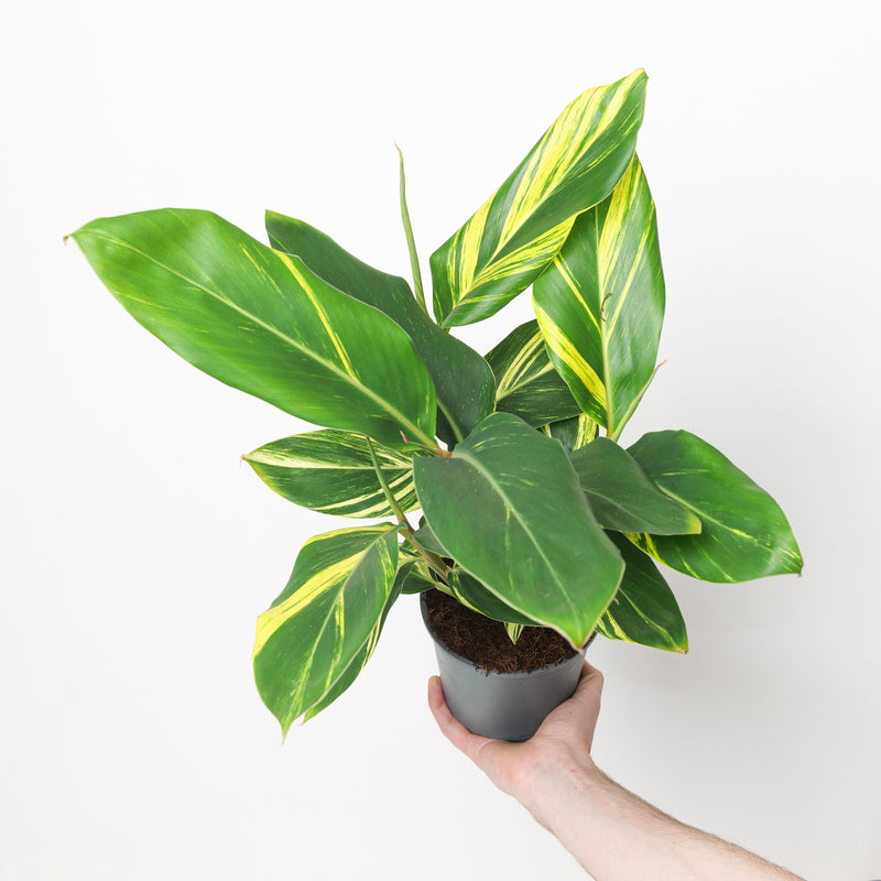 Alpinia zerumbet Plants GrowTropicals