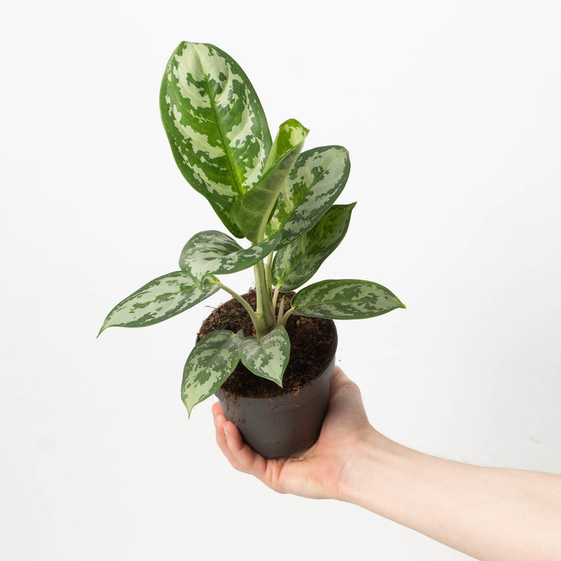 Aglaonema Amazon Silver Plants GrowTropicals