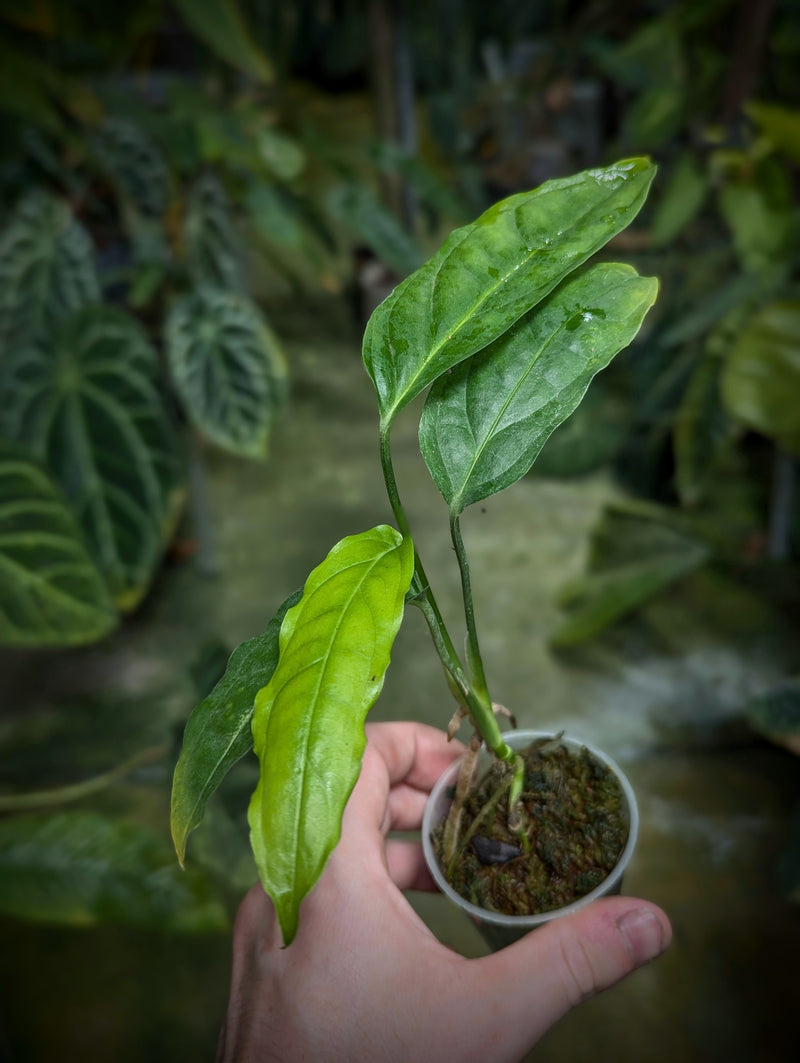 Monstera obliqua 'Amazonas B' Plants GrowTropicals