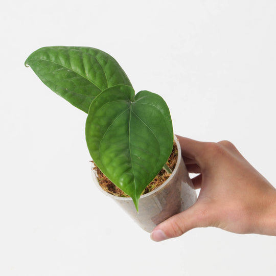 Amydrium medium 'Green' Plants GrowTropicals