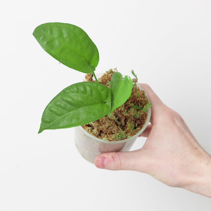 Amydrium medium 'Green' — 9cm