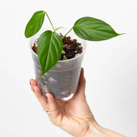 Philodendron sp. 'Angel' 12cm Plants GrowTropicals