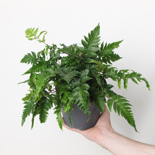 Anisocampium sheareri