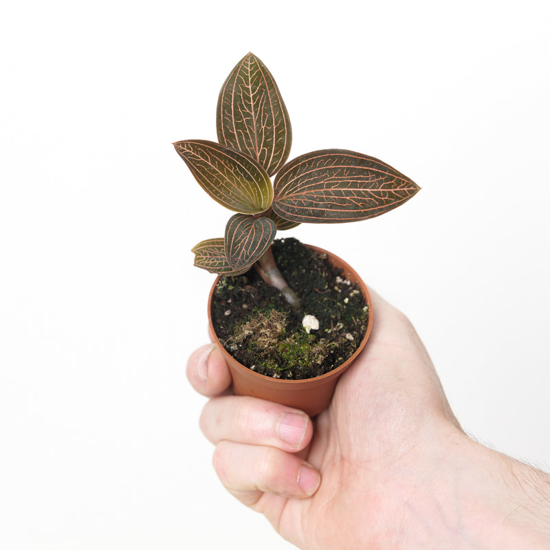 Anoectochilus chapaensis Plants GrowTropicals